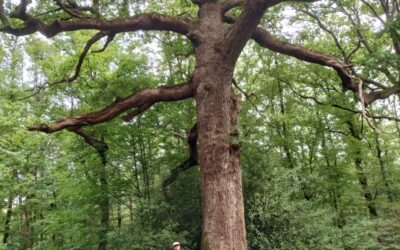 BROCELIANDE