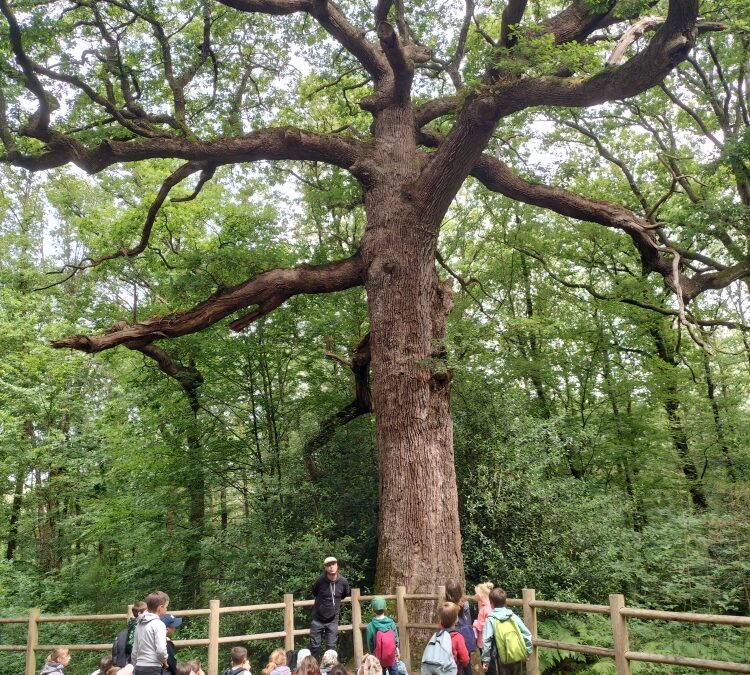BROCELIANDE